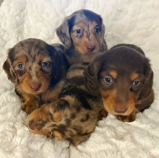 Piękne miniaturowe szczenięte jamnika czekoladowego do adopcji. Adres e-mail: {{ babaraadressa29@gma, , Krasków