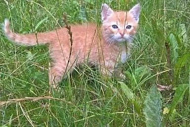Porzucony malutki rudy kocurek szuka domku!!,  ślą