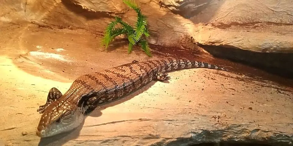 Scynk olbrzymi wraz z terrarium, Podkarpackie, Dębica