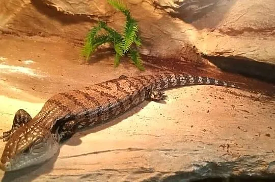 Scynk olbrzymi wraz z terrarium, Podkarpackie, Dębica