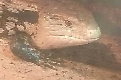 Scynk olbrzymi wraz z terrarium, Podkarpackie, Dębica