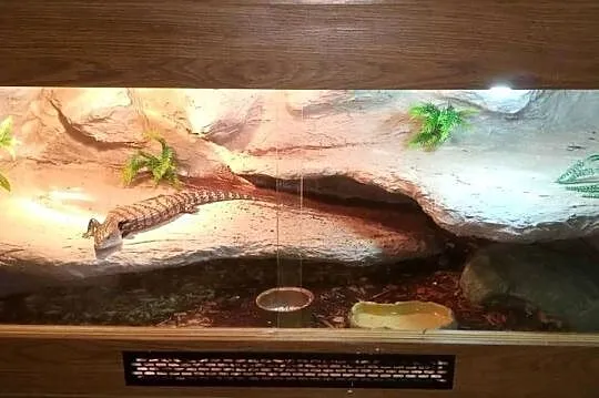 Scynk olbrzymi wraz z terrarium, Podkarpackie, Dębica
