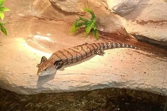Scynk olbrzymi wraz z terrarium, Podkarpackie, Dębica