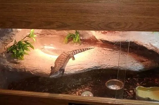 Scynk olbrzymi wraz z terrarium, Podkarpackie, Dębica