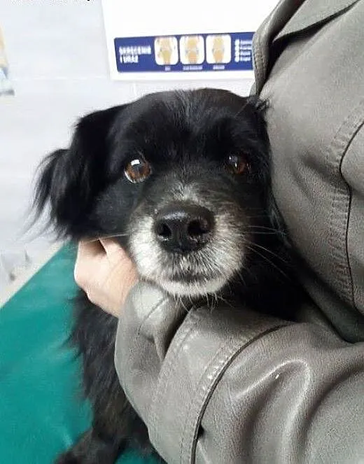 Bunia, nakolankowa sunia wyrzucona jak śmieć, Kun