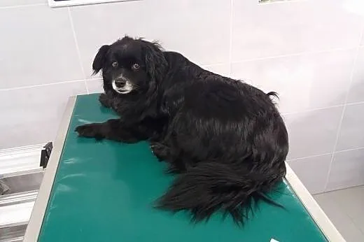 Bunia, nakolankowa sunia wyrzucona jak śmieć,  Kun