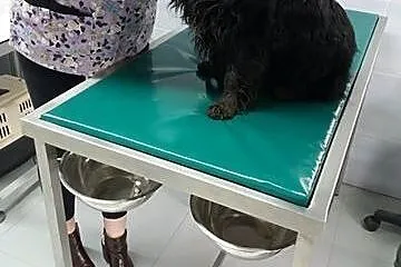 Bunia, nakolankowa sunia wyrzucona jak śmieć,  Kun