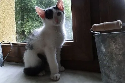 Kocurek Bolek do adopcji - bardzo proszę o dom dla