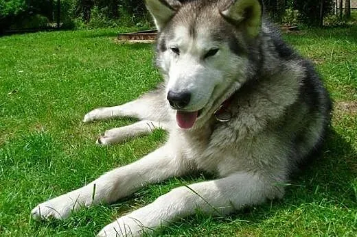 Przyjazny, puchaty Angelo - malamut szuka domu!,  