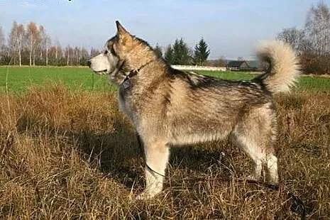 Przyjazny, puchaty Angelo - malamut szuka domu!,  