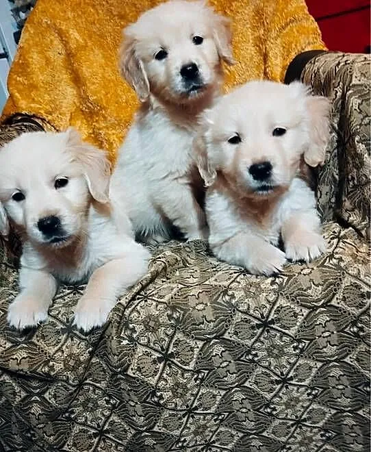 Golden Retriever, Świętokrzyskie, Kargów