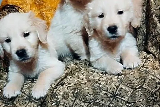 Golden Retriever, Świętokrzyskie, Kargów