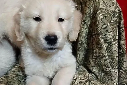 Golden Retriever, Świętokrzyskie, Kargów