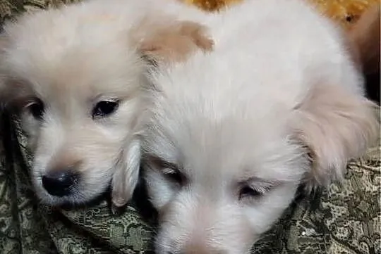 Golden Retriever, Świętokrzyskie, Kargów