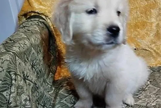 Golden Retriever, Świętokrzyskie, Kargów