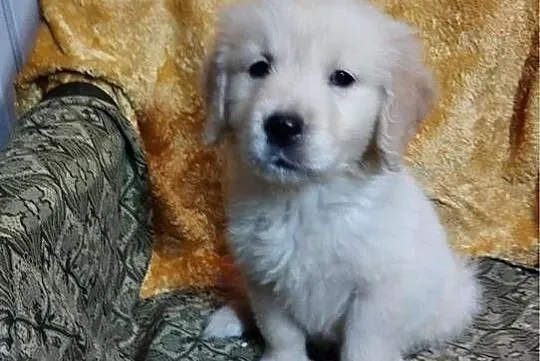 Golden Retriever, Świętokrzyskie, Kargów
