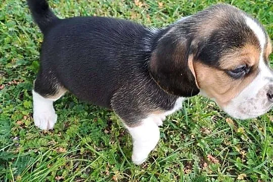 Beagle tricolore