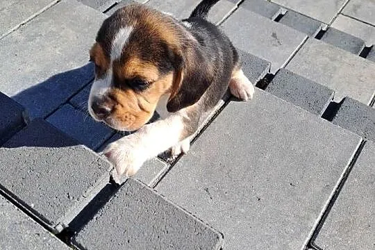 Beagle tricolore, Mazowieckie, Małęczyn