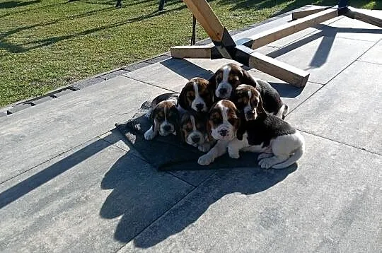 Beagle tricolore, Mazowieckie, Małęczyn