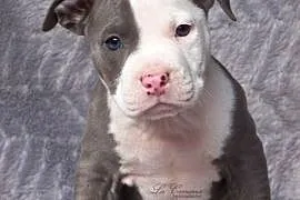 American Staffordshire Terrier Blue and White Boy