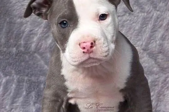American Staffordshire Terrier Blue and White Boy