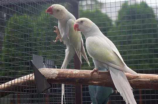 Aleksandretty obrożne 2019, Mazowieckie, Mława
