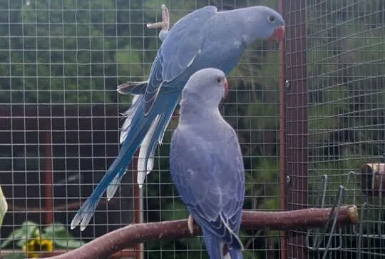 Aleksandretty obrożne 2019, Mazowieckie, Mława
