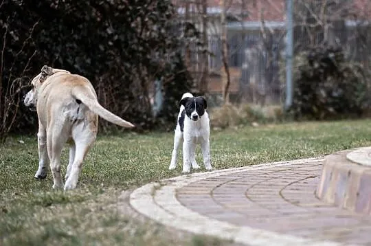 Loki - uroczy łaciaty chłopak poszukuje domku, Mazowieckie, Warszawa