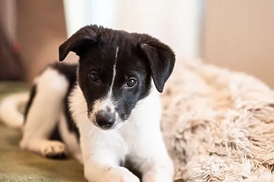 Loki - uroczy łaciaty chłopak poszukuje domku, Mazowieckie, Warszawa