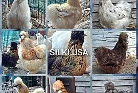 Jajka lęgowe silki usa