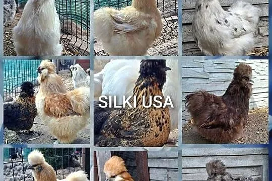 Jajka lęgowe silki usa