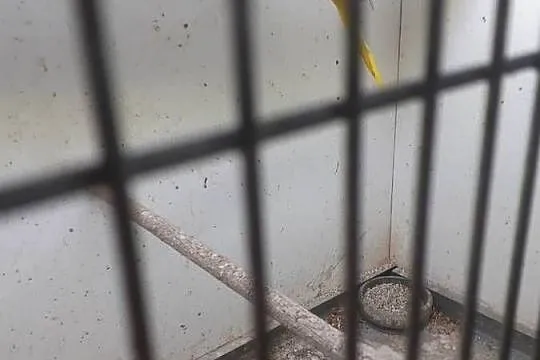 Para łąkówki, Wielkopolskie, Kalisz