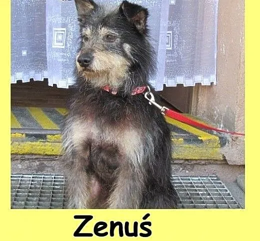 Zenuś - grzeczny psiak do pokochania, śląskie Kat