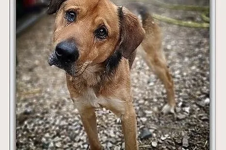 Duży 25 kg, młody 1,5 roku,typ owczarka,zaszczepiony psiak SYLWEK.Adopcja.