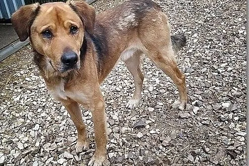 Duży 25 kg, młody 1,5 roku,typ owczarka,zaszczepiony psiak SYLWEK.Adopcja., Małopolskie, Tarnów