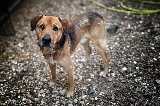Duży 25 kg, młody 1,5 roku,typ owczarka,zaszczepiony psiak SYLWEK.Adopcja., Małopolskie, Tarnów