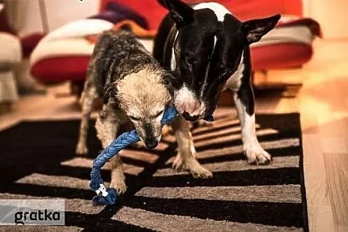 Urocza Wandzia poleca się do adopcji,  śląskie Kat