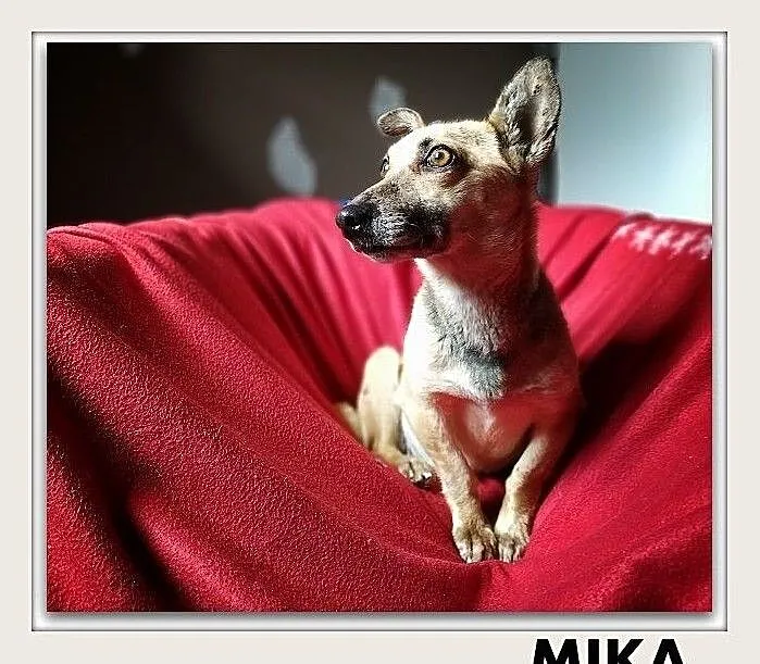 MINI,6kg,mała,łagodna,aktywna,sterylizowana suczka.ADOPCJA, Małopolskie, Kraków