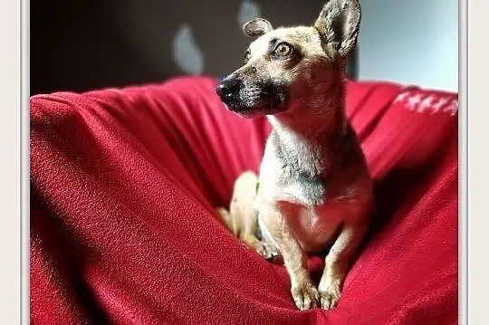 MINI,6kg,mała,łagodna,aktywna,sterylizowana suczka.ADOPCJA