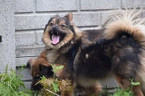 Ten mały piesek usmiecha się całym sobą, jest fantastyczny,  mazowieckie Warszawa