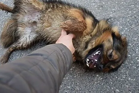 Ten mały piesek usmiecha się całym sobą, jest fant