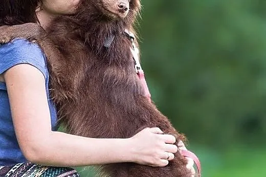Młodziutki, pięknie czekoladowy, nieduzy piesek SZ