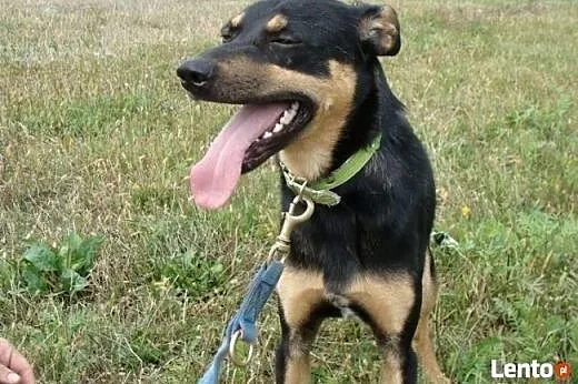 Lanti ma rok, jest bezdomny i niechciany, czeka na