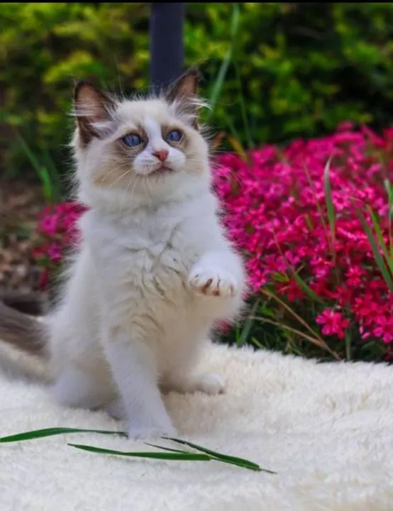 Ragdoll kocurek Miki o umaszczeniu bicolor gotowy do odbioru, , Piorunówek