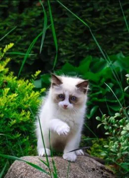 Ragdoll kocurek Miki o umaszczeniu bicolor gotowy do odbioru, , Piorunówek