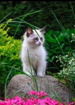 Ragdoll kocurek Miki o umaszczeniu bicolor gotowy do odbioru, , Piorunówek