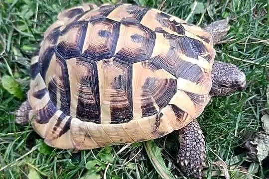 Żółw Grecki Samiec 8 lat