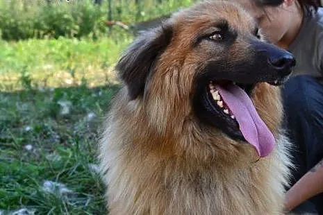 Puchaty Grześ - uroczy i towarzyski, idealny dla s