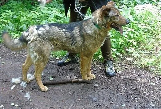 Misiek - piękny pies stróżujący do adopcji, Pozos
