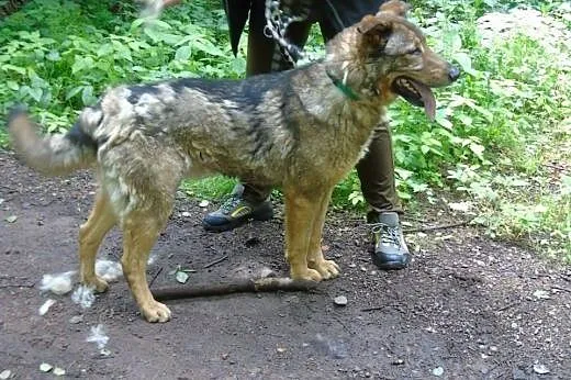 Misiek - piękny pies stróżujący do adopcji, Pozostałe rasy cała Polska